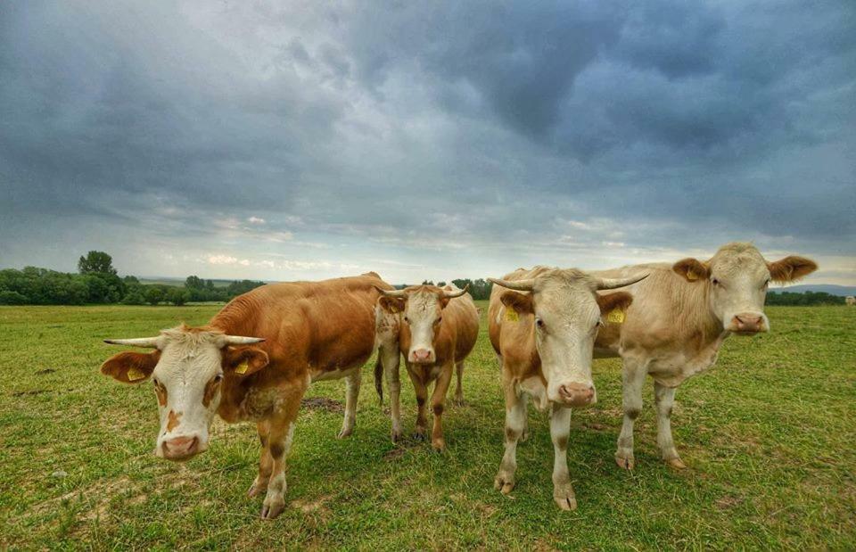 Bio Farma & Penzion Zlaty Hyl Novacany ภายนอก รูปภาพ