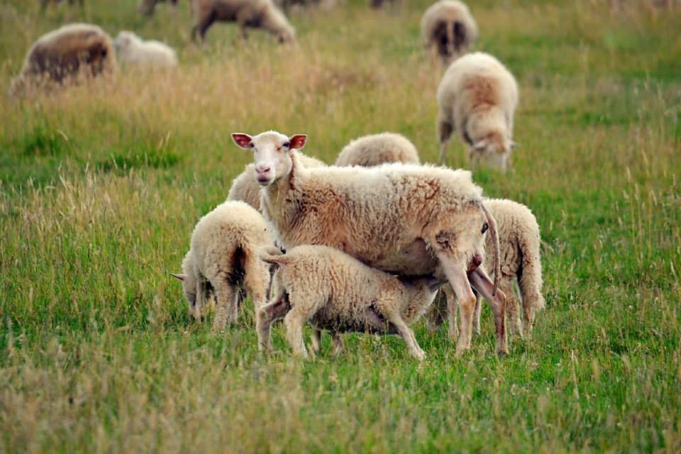 Bio Farma & Penzion Zlaty Hyl Novacany ภายนอก รูปภาพ