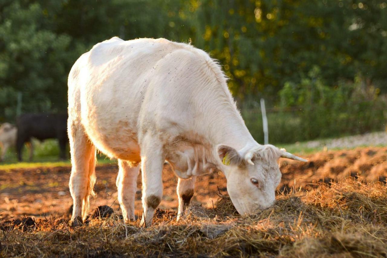 Bio Farma & Penzion Zlaty Hyl Novacany ภายนอก รูปภาพ